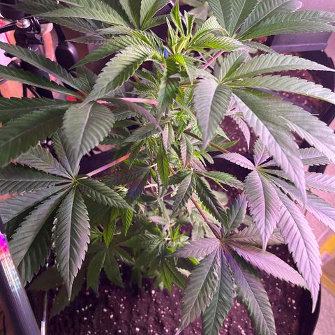 Potsy Cline growlog timeline photo