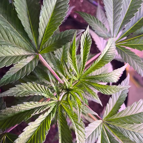 Potsy Cline growlog timeline photo