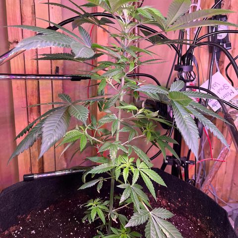 Potsy Cline growlog timeline photo