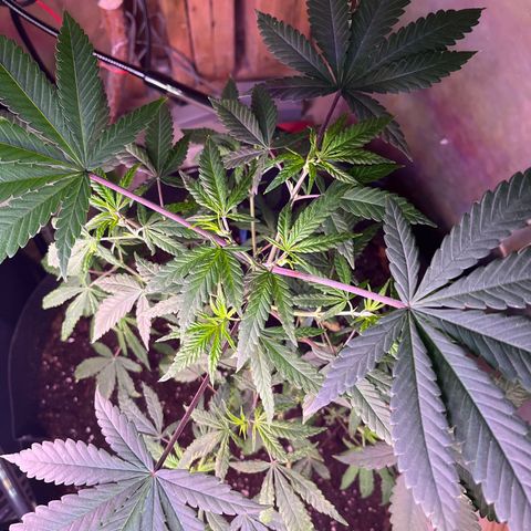 Blunter S Thompson growlog timeline photo
