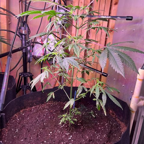 Blunter S Thompson growlog timeline photo