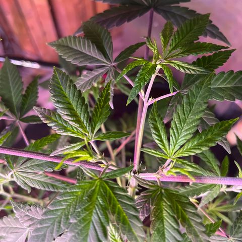 Blunter S Thompson growlog timeline photo