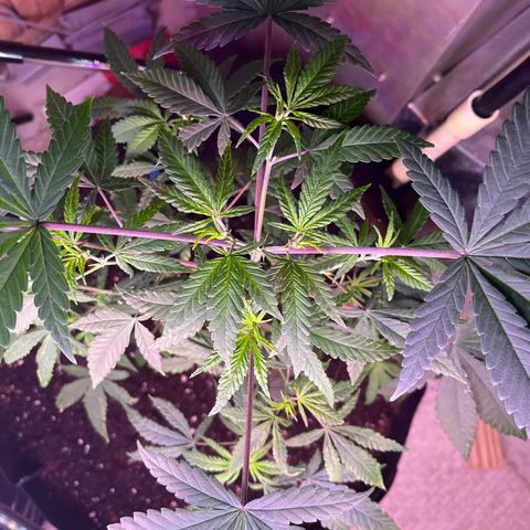 Blunter S Thompson growlog timeline photo