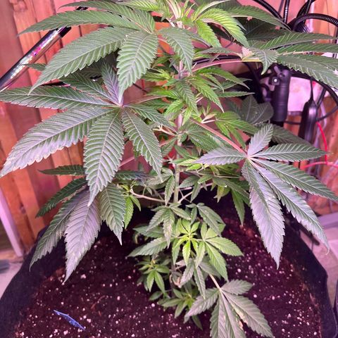 Potsy Cline growlog timeline photo