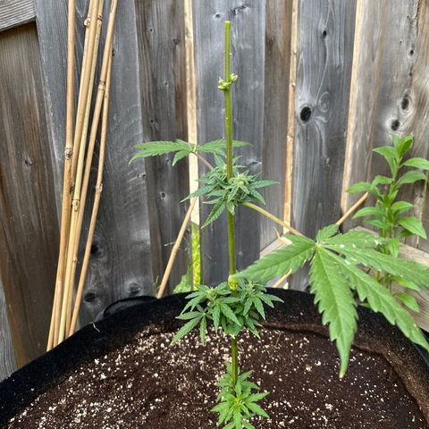 Dankota Fanning growlog timeline photo