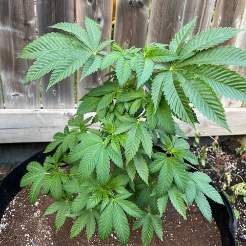 Pot Benetar growlog timeline photo