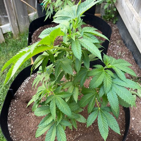 Pot Benetar growlog timeline photo