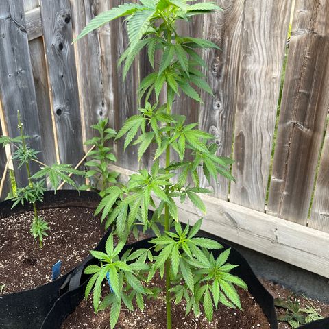 Reefer Sutherland growlog timeline photo
