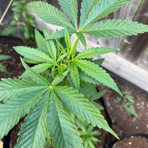 Reefer Sutherland growlog timeline photo