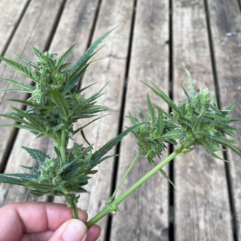 Dankota Fanning growlog timeline photo