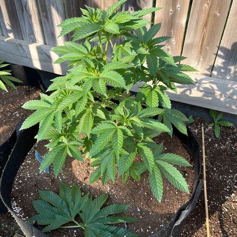 Pot Benetar growlog photo: Top big fan leaves trimmed