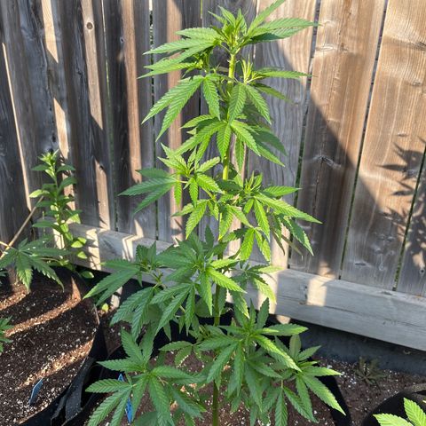 Reefer Sutherland growlog photo: Trimmed top fan leaves 