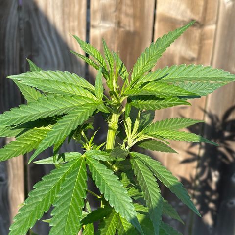 Reefer Sutherland growlog photo: Trimmed top fan leaves 