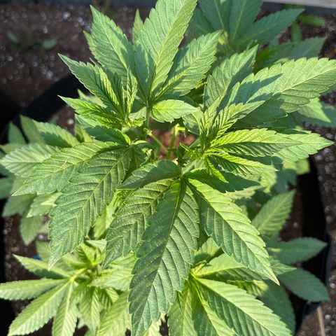 Pot Benetar growlog timeline photo