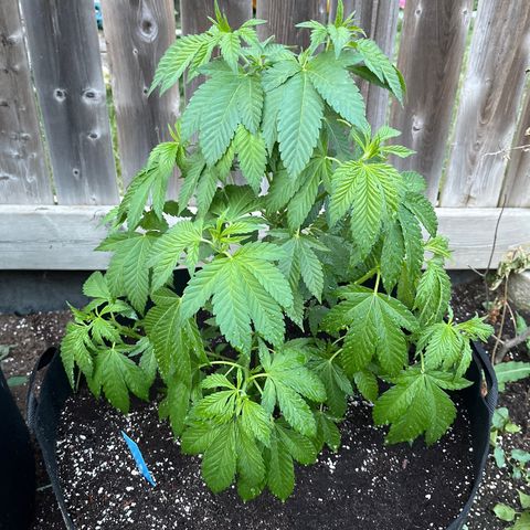 Pot Benetar growlog timeline photo