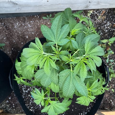 Pot Benetar growlog timeline photo
