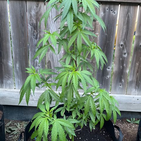 Reefer Sutherland growlog timeline photo