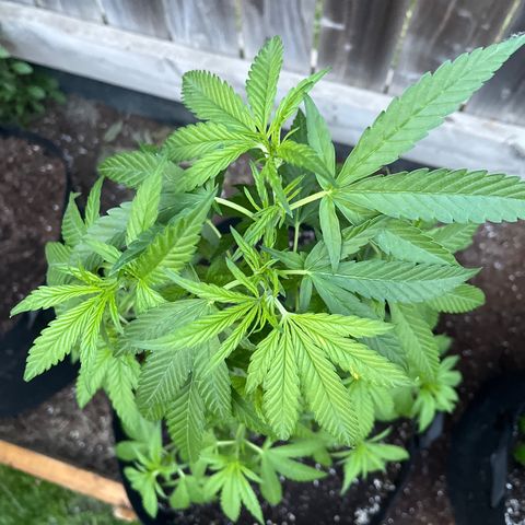 Reefer Sutherland growlog timeline photo