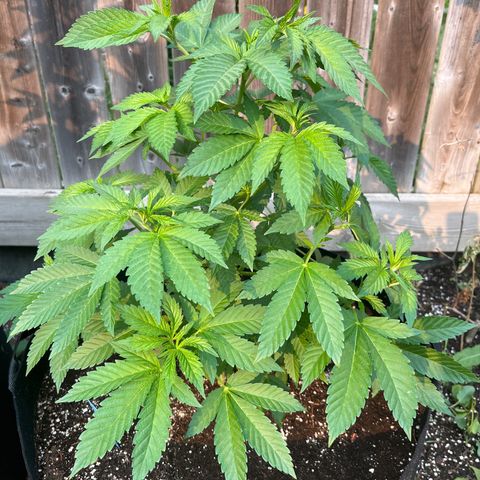 Pot Benetar growlog timeline photo