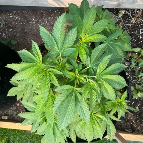 Pot Benetar growlog timeline photo