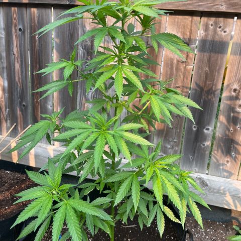 Reefer Sutherland growlog timeline photo