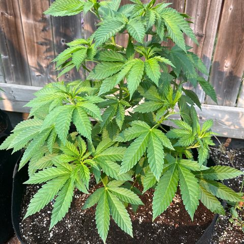 Pot Benetar growlog timeline photo