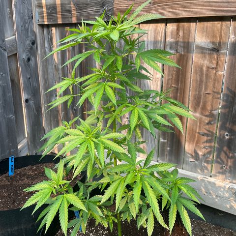 Reefer Sutherland growlog timeline photo