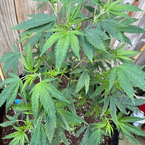 Blunter S Thompson growlog timeline photo