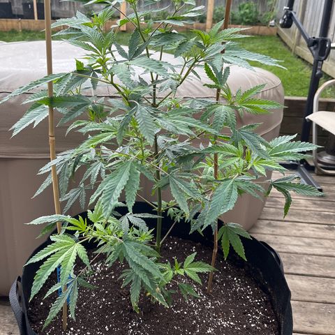 Blunter S Thompson growlog timeline photo