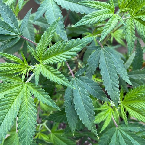 Blunter S Thompson growlog timeline photo