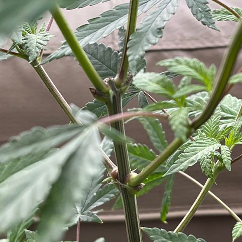 Blunter S Thompson growlog timeline photo