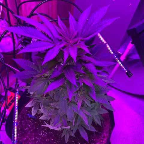Potsy Cline growlog timeline photo