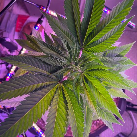 Potsy Cline growlog timeline photo