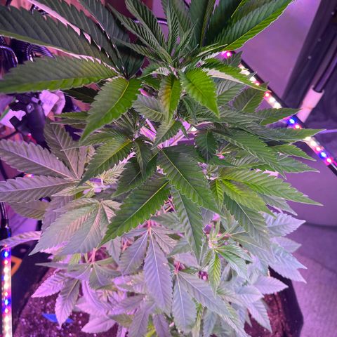 Potsy Cline growlog timeline photo