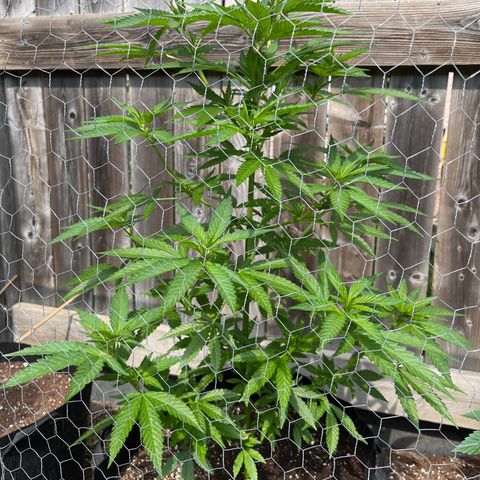 Reefer Sutherland growlog timeline photo