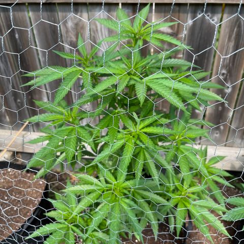 Reefer Sutherland growlog timeline photo