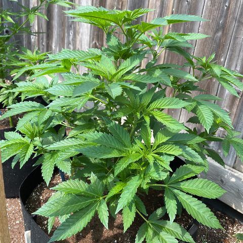 Pot Benetar growlog timeline photo