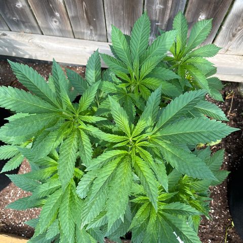 Pot Benetar growlog timeline photo