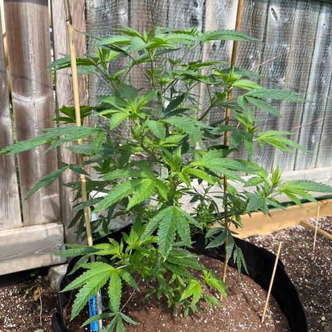 Blunter S Thompson growlog timeline photo