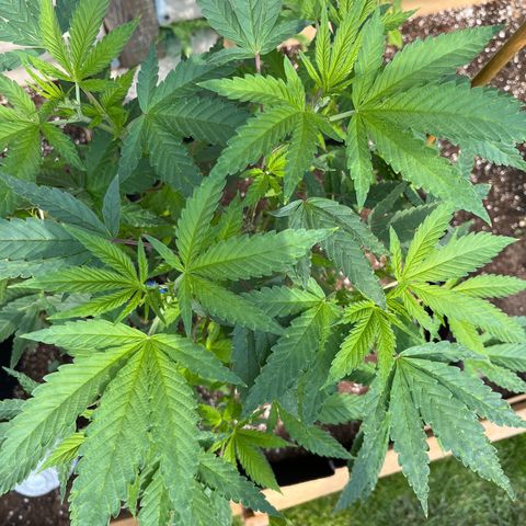 Blunter S Thompson growlog timeline photo