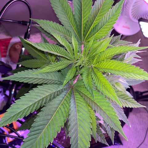 Potsy Cline growlog timeline photo