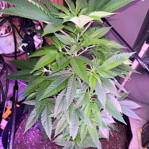 Potsy Cline growlog timeline photo