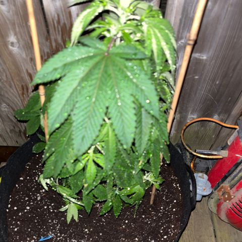 Potsy Cline growlog timeline photo
