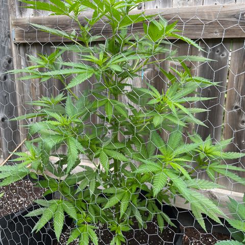 Reefer Sutherland growlog timeline photo