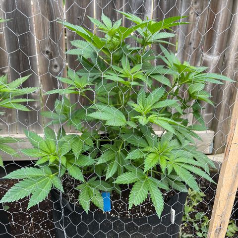 Pot Benetar growlog timeline photo