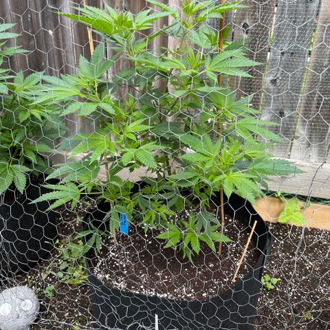 Blunter S Thompson growlog timeline photo