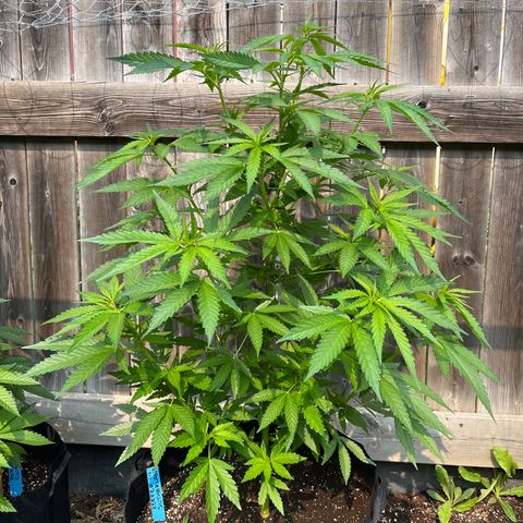 Reefer Sutherland growlog timeline photo