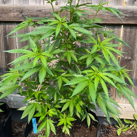 Reefer Sutherland growlog timeline photo