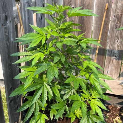 Potsy Cline growlog timeline photo