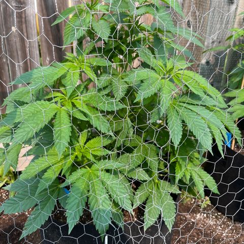 Pot Benetar growlog timeline photo